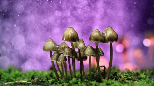 Magic Mushrooms and Beyond: The Science of Psilocybin and its Therapeutic Potential